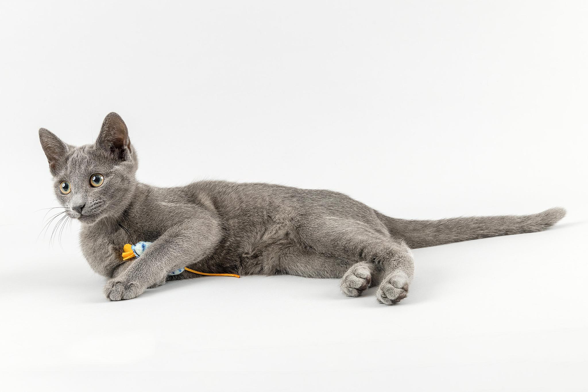 在线发布【寻猫启示】！！我们寻的不是普通的猫是黄金锦鲤猫！给这段话优化一下