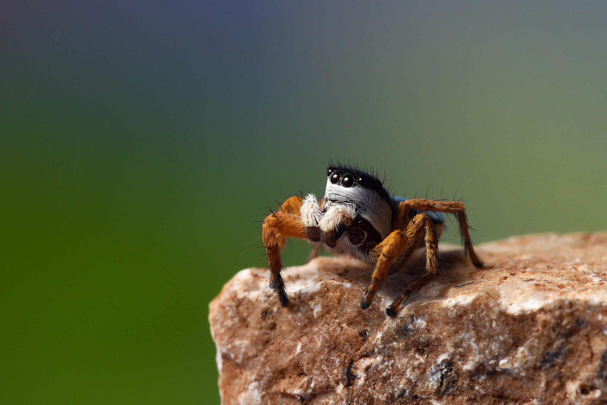 the spider king