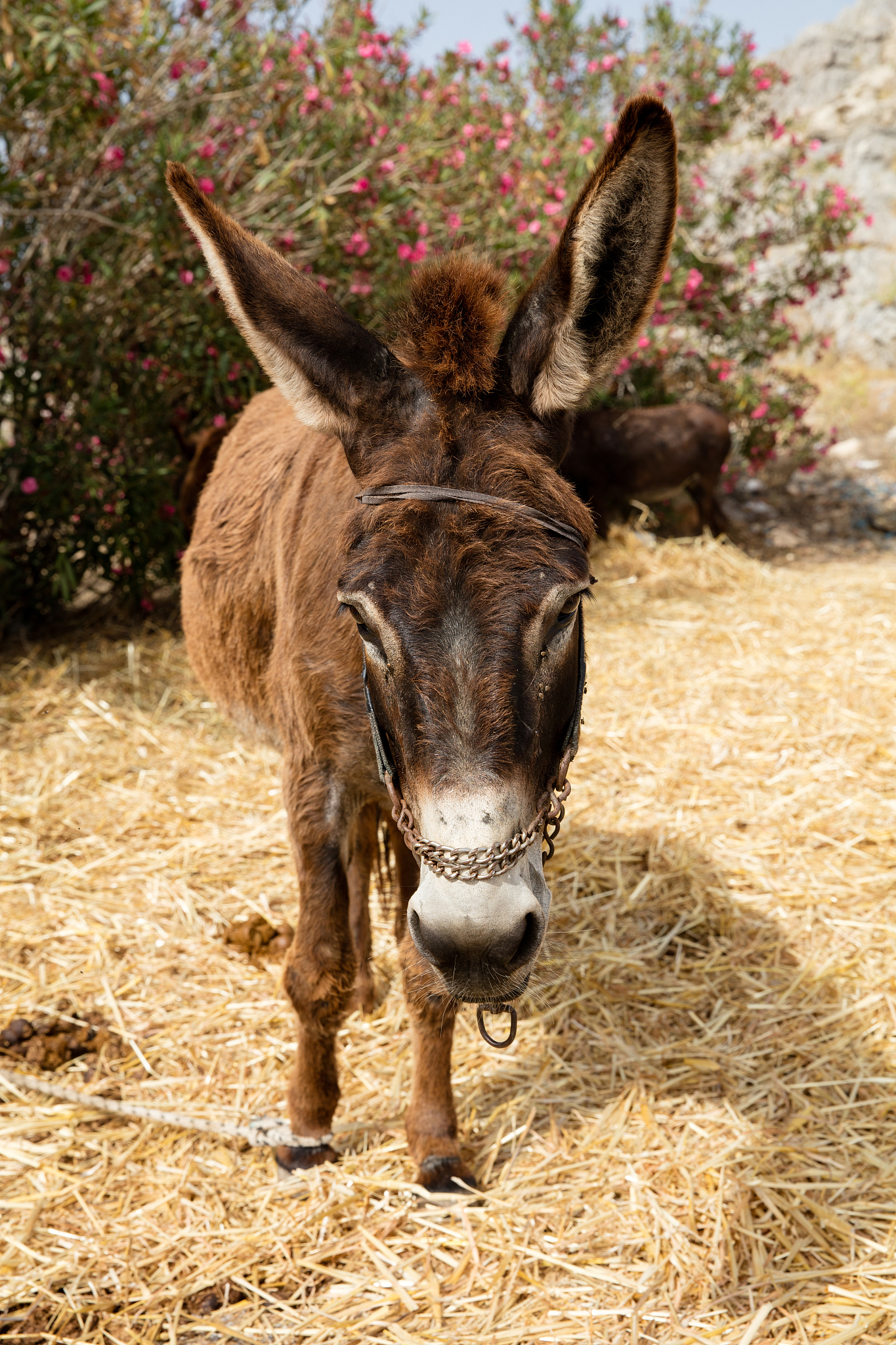 donkey