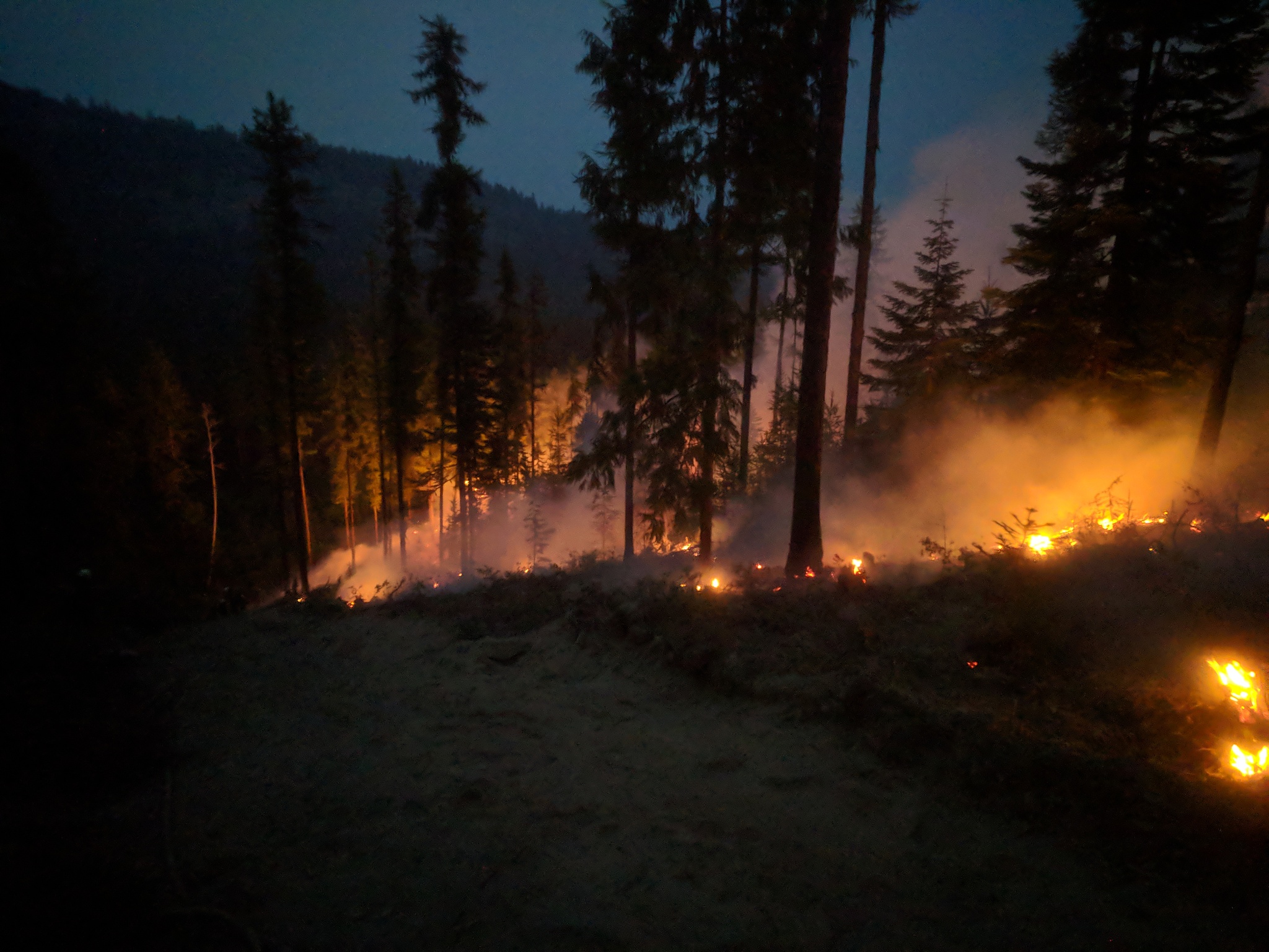 Forest Fires: Causes, Effects, Prevention, and Management