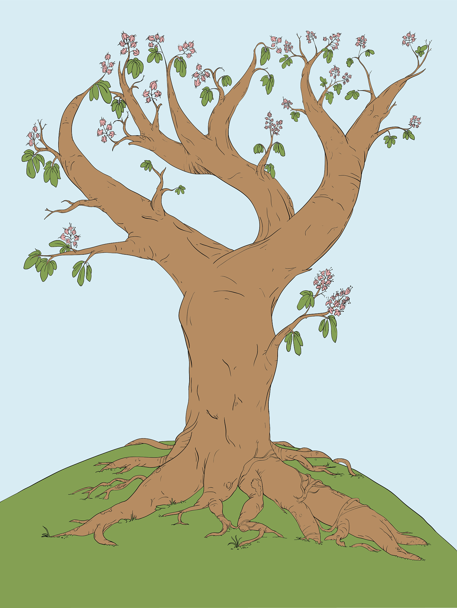 TREES-STRUCTURE AND FUNCTION 期刊：聚焦树木结构与功能的国际期刊