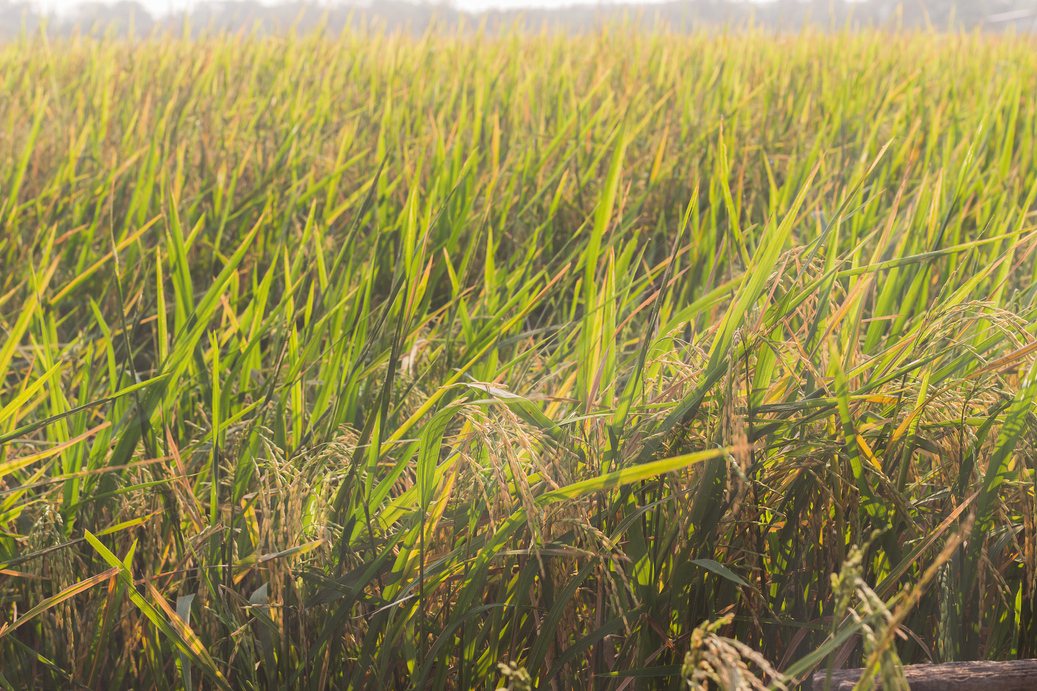 理顺以下引言去几十年间小麦叶锈病曾多次大规模流行造成巨大经济损失。小麦叶锈病曾在1969、1973、1975 、1979年大流行减产严重带来巨大的经济损失3。