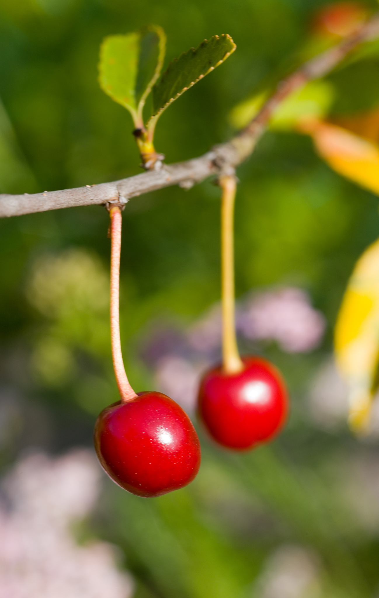 branch of cherry