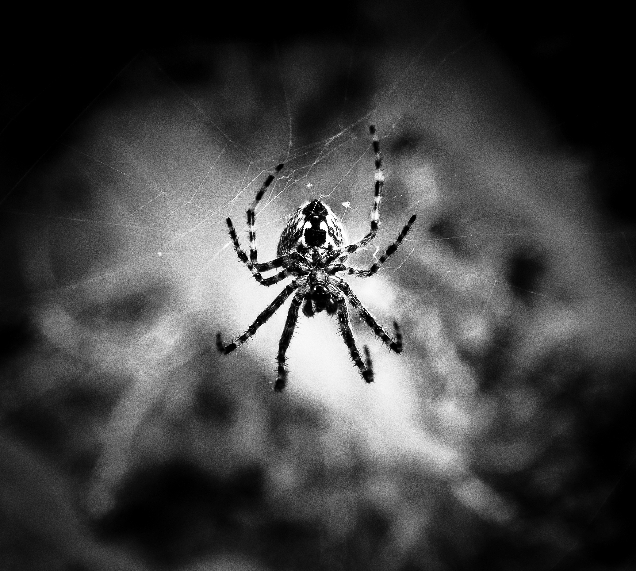 蜘蛛 - 节肢动物的奇妙世界