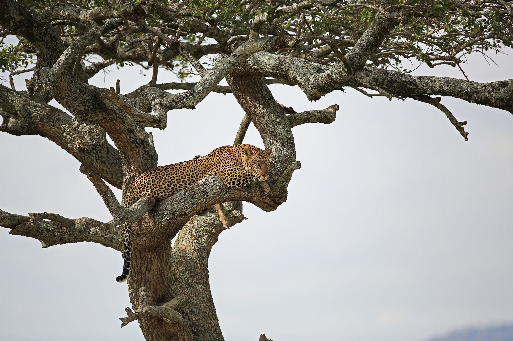 从文化意义上讲评选国树的意义有哪些？请分别论述