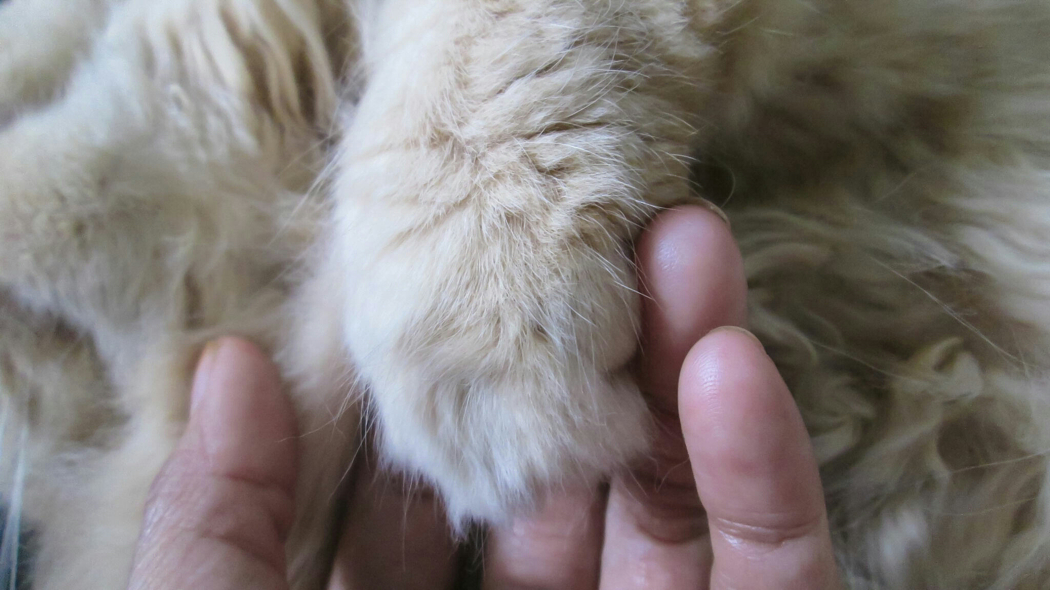 猫咪为什么要吃化毛膏