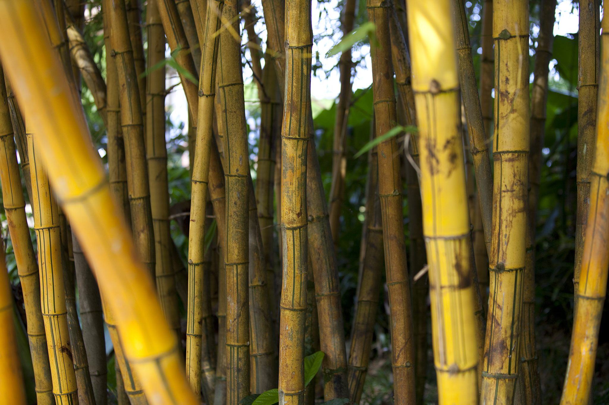 yellow bamboo