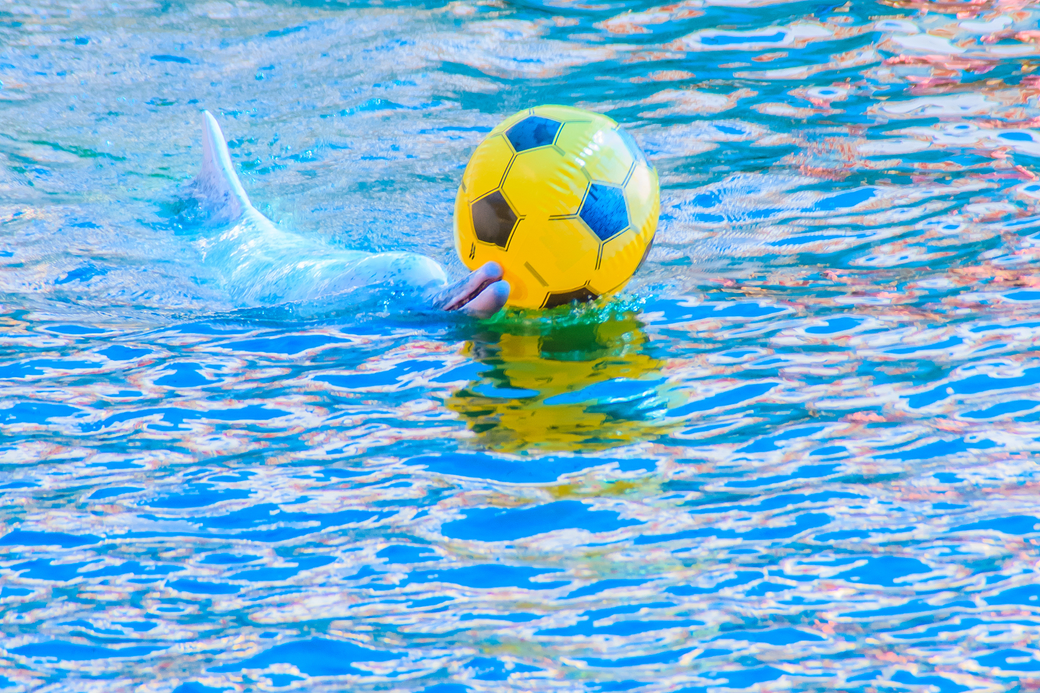 cute dolphin is playing ball and dancing shows in the swimming p