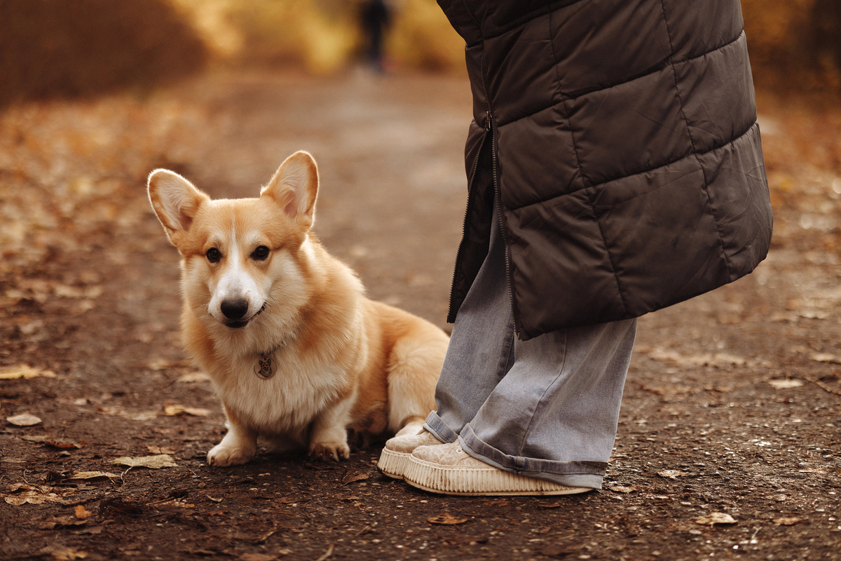 胆小柯基犬小柯的伟大梦想：拯救世界！