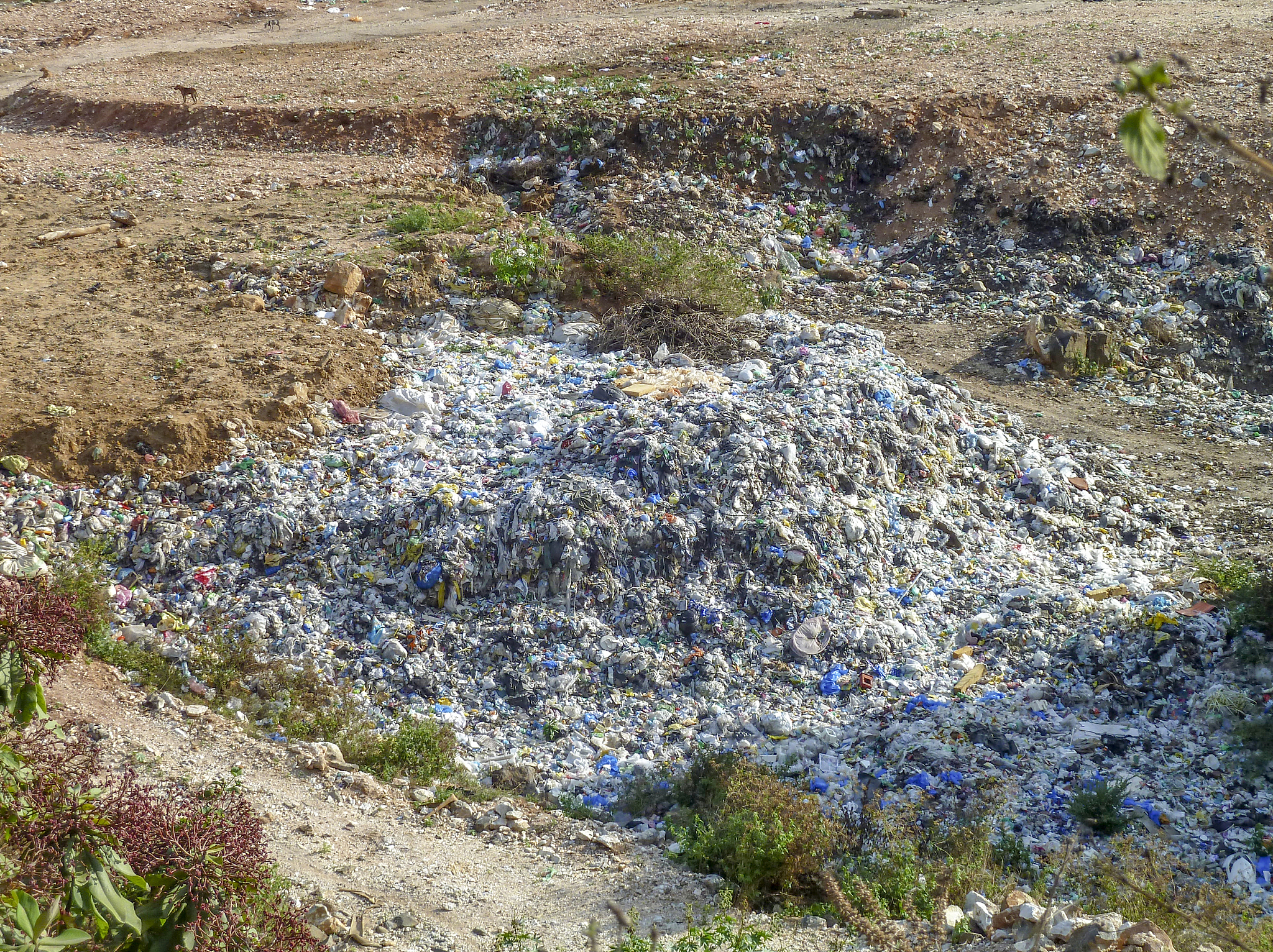 生态危机：全球环境恶化与人类发展的新方向