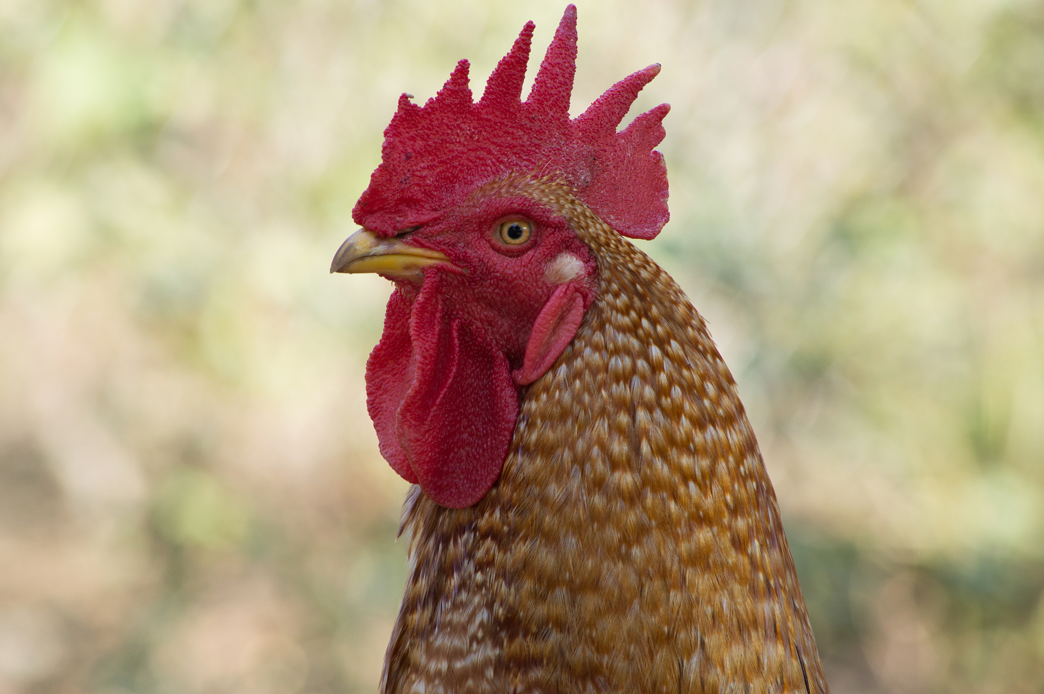 chicken images