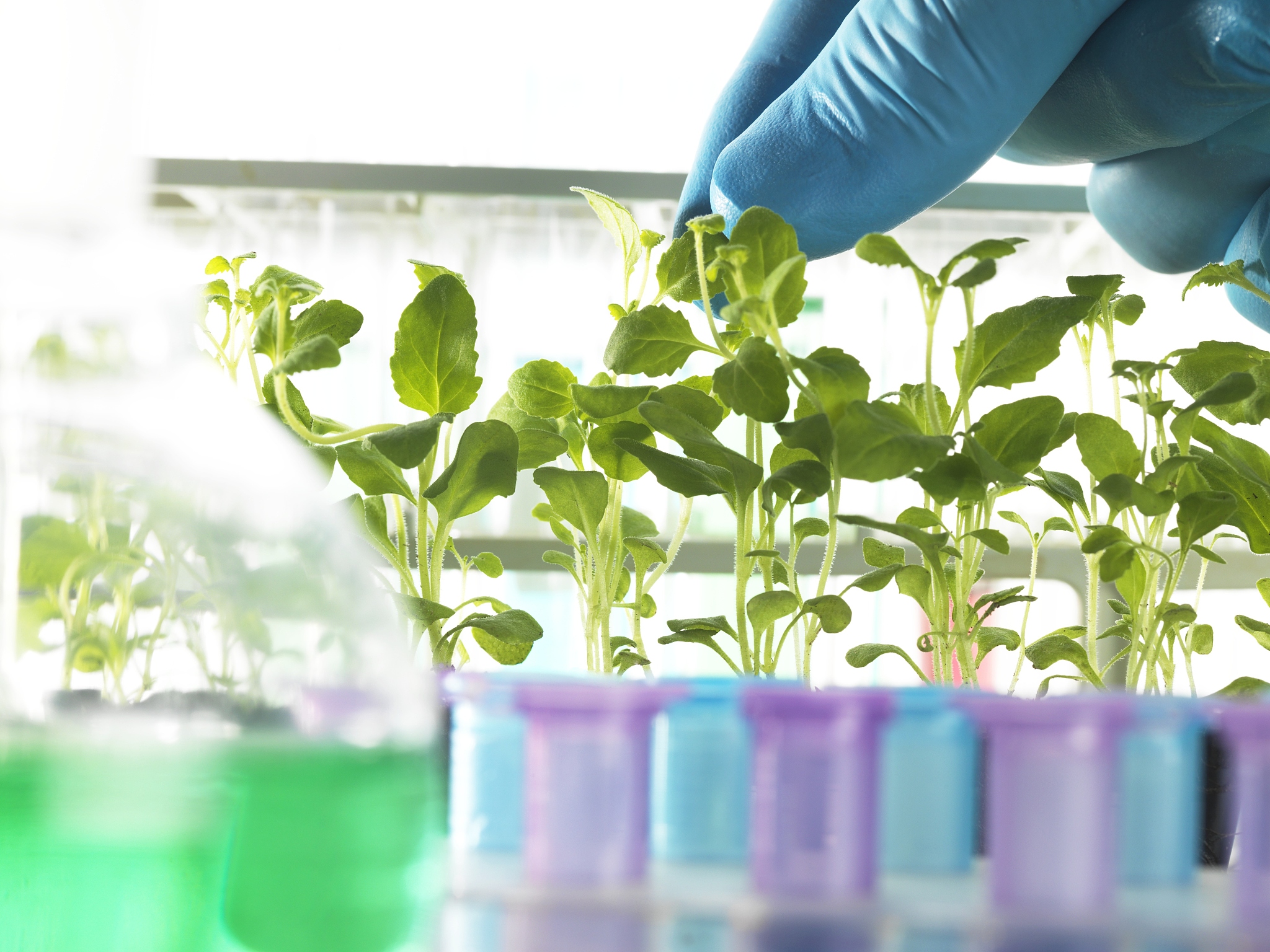 Plants-Basel期刊：植物科学领域的多学科开放获取期刊