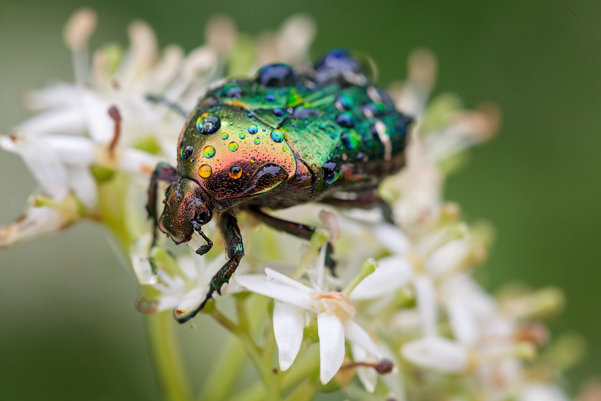 shiny green beetle