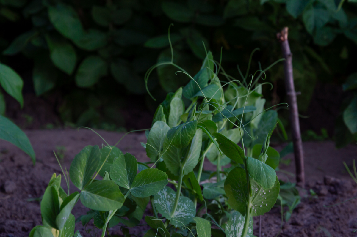 救荒野豌豆是单瓣还是复瓣