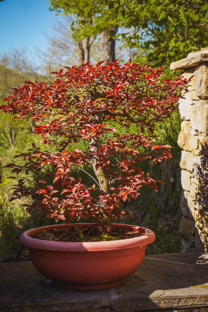 1 徐华、包志毅彩叶树种蓝果树嫩芽组培快繁技术研究J台州学院学报20220377-802 李彩云彩叶树种的研究概述J中国林副特产20220381-823 董俊岚彩叶树种黄金香柳扦插育苗初步研究J绿色科技202209116-118+1224 刘薇萍等彩叶树种造林技术研究进展J农业科技与信息20220548-505 李保印界首市邴集乡彩叶树种发展及应用J安徽林业科技20220154-566 鲁平等色彩
