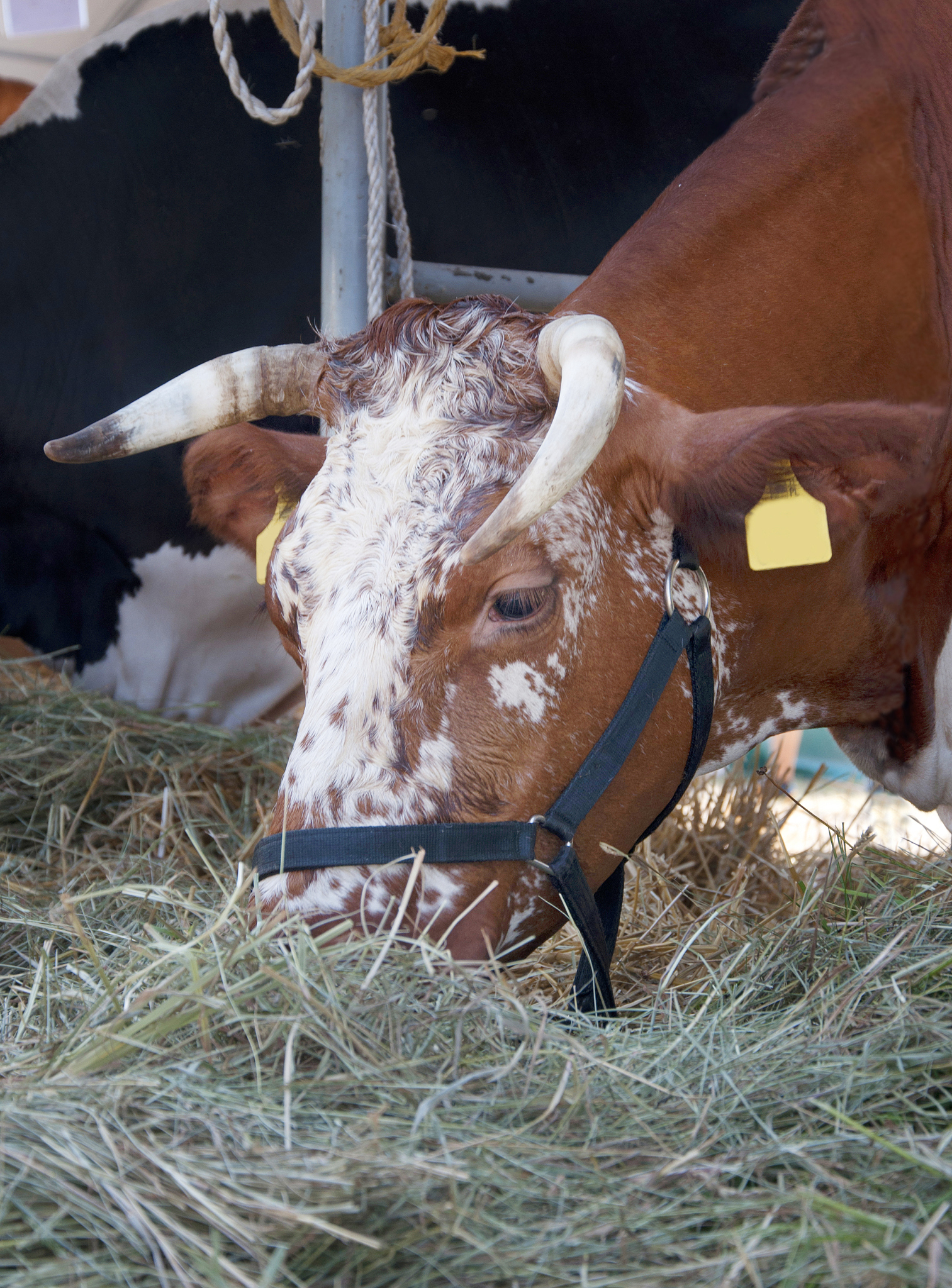 母牛产后15天排尿困难怎么办？