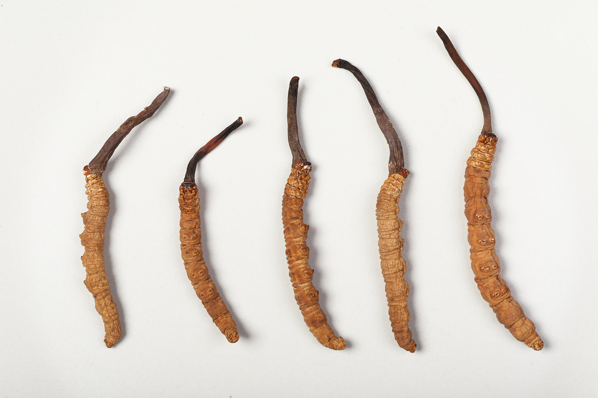 冬虫夏草 真如宣传的效果这么好？