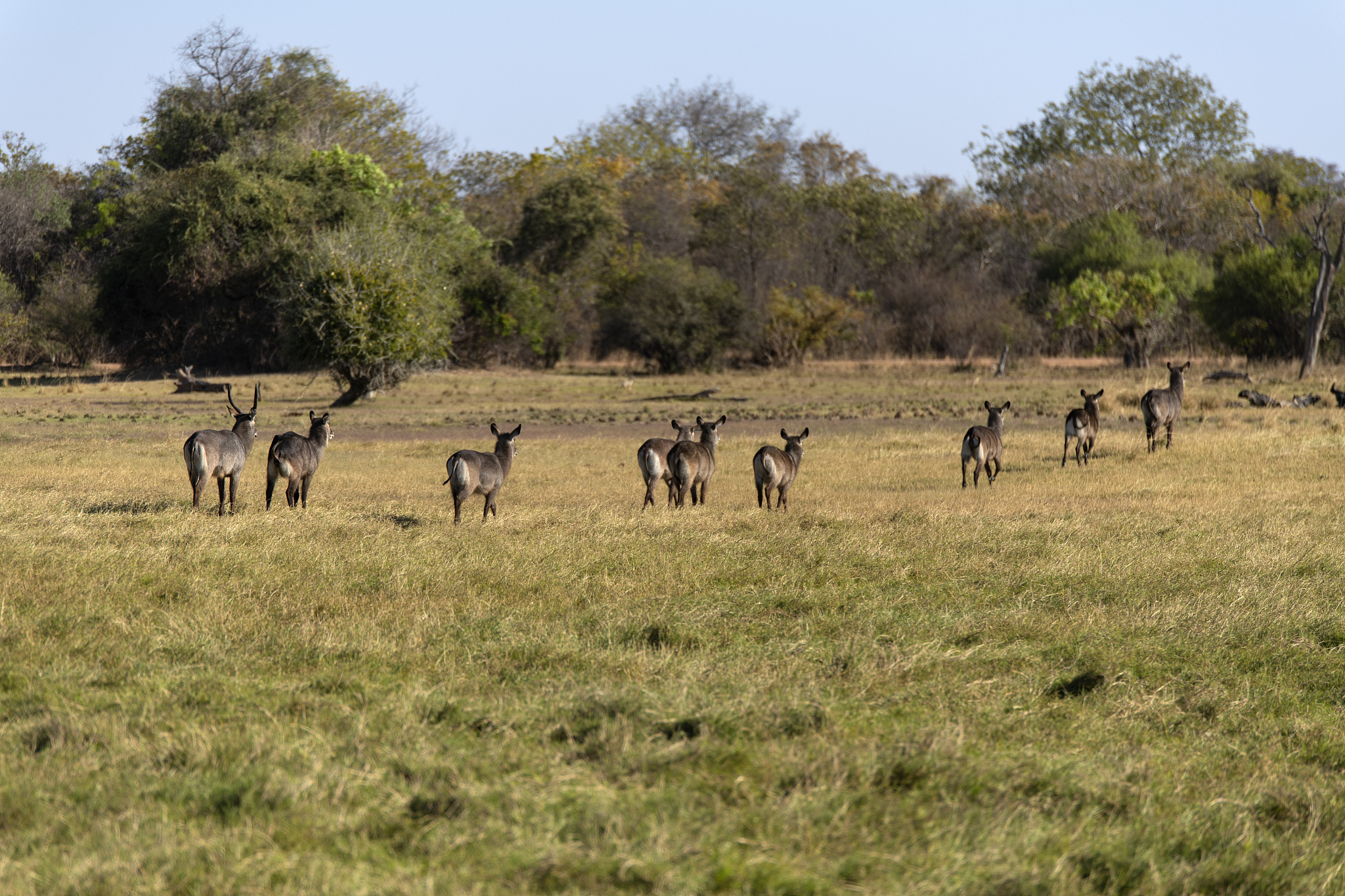 waterbucks in a field