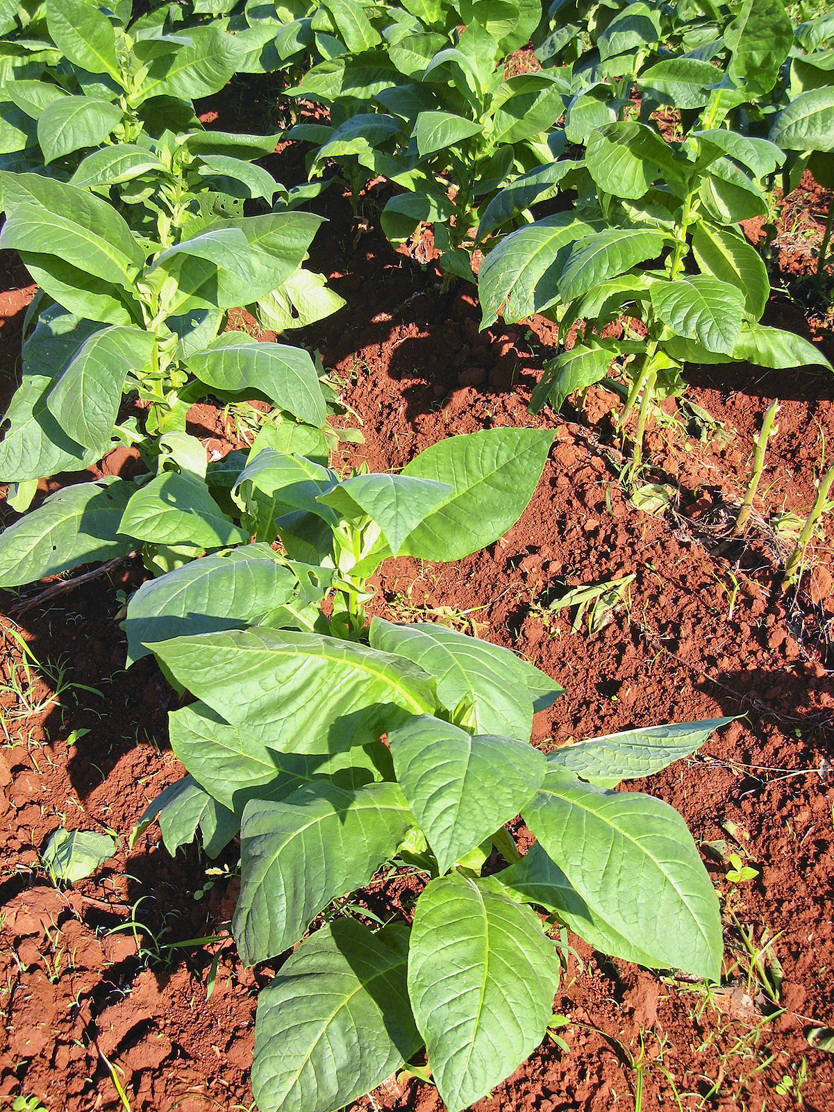tobacco plantation