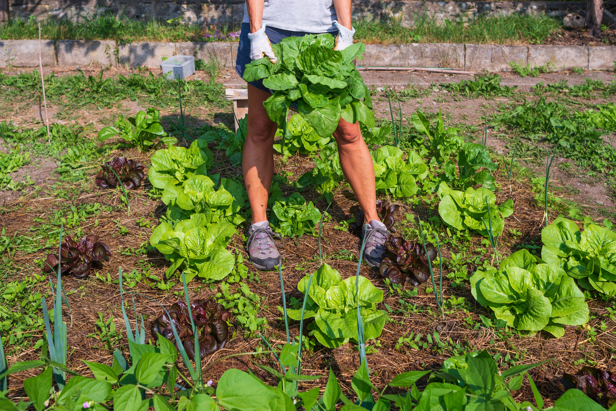 我的小菜园：乐趣与收获