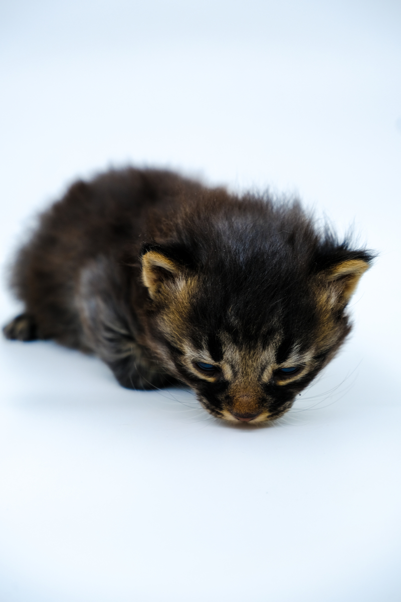 猫应激与下泌尿道综合征的关系研究发现猫的应激状态与下泌尿道综合征FLUTD的发生有密切关系。应激可以影响猫的免疫系统、神经系统和内分泌系统进而影响到猫的泌尿道健康。应激可以导致猫的泌尿道肌肉紧张使得尿液排泄不畅容易引起FLUTD。此外应激还会引发猫的负面情绪如焦虑、沮丧等进一步影响猫的身体健康。因此猫主人应注意减少猫的应激以预防FLUTD的发生。可以通过提供一个稳定、舒适的环境、给予适当的关爱和游