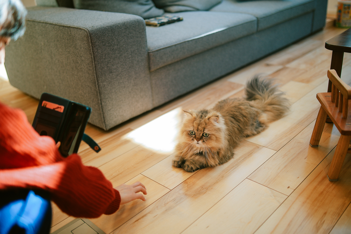 猫狗宠物带来的家中麻烦：如何应对？