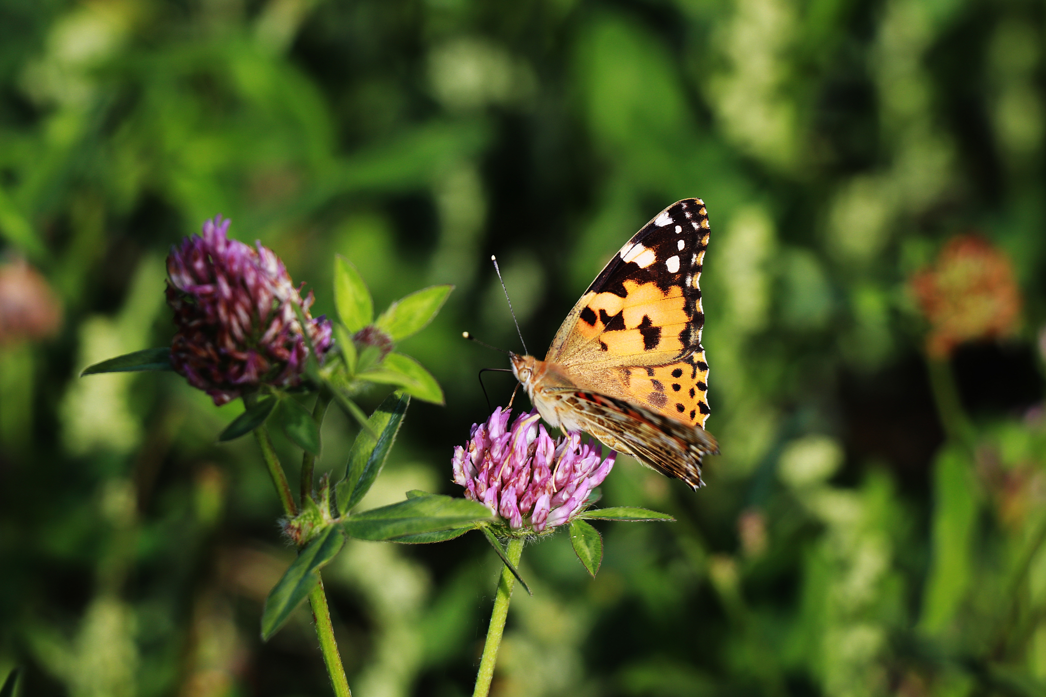 thistle elf age on clover blossom