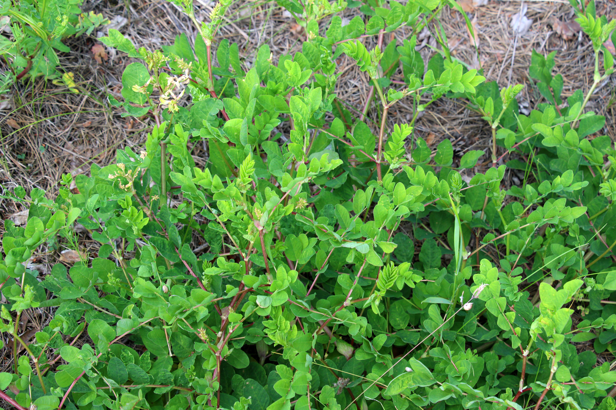 黄芪产品营销策略优化研究：营销策略的定义