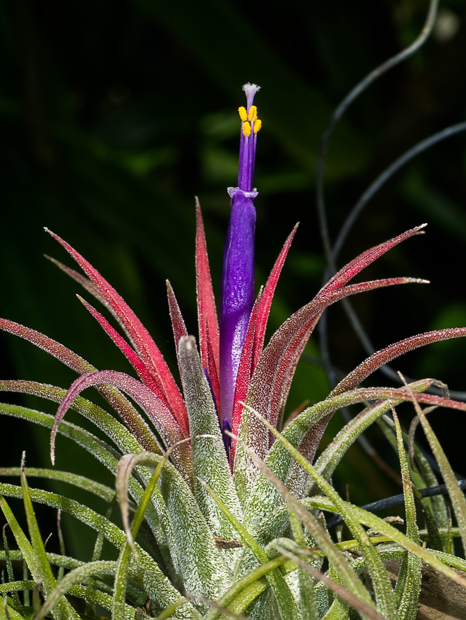 close up group tillandsia air plant.