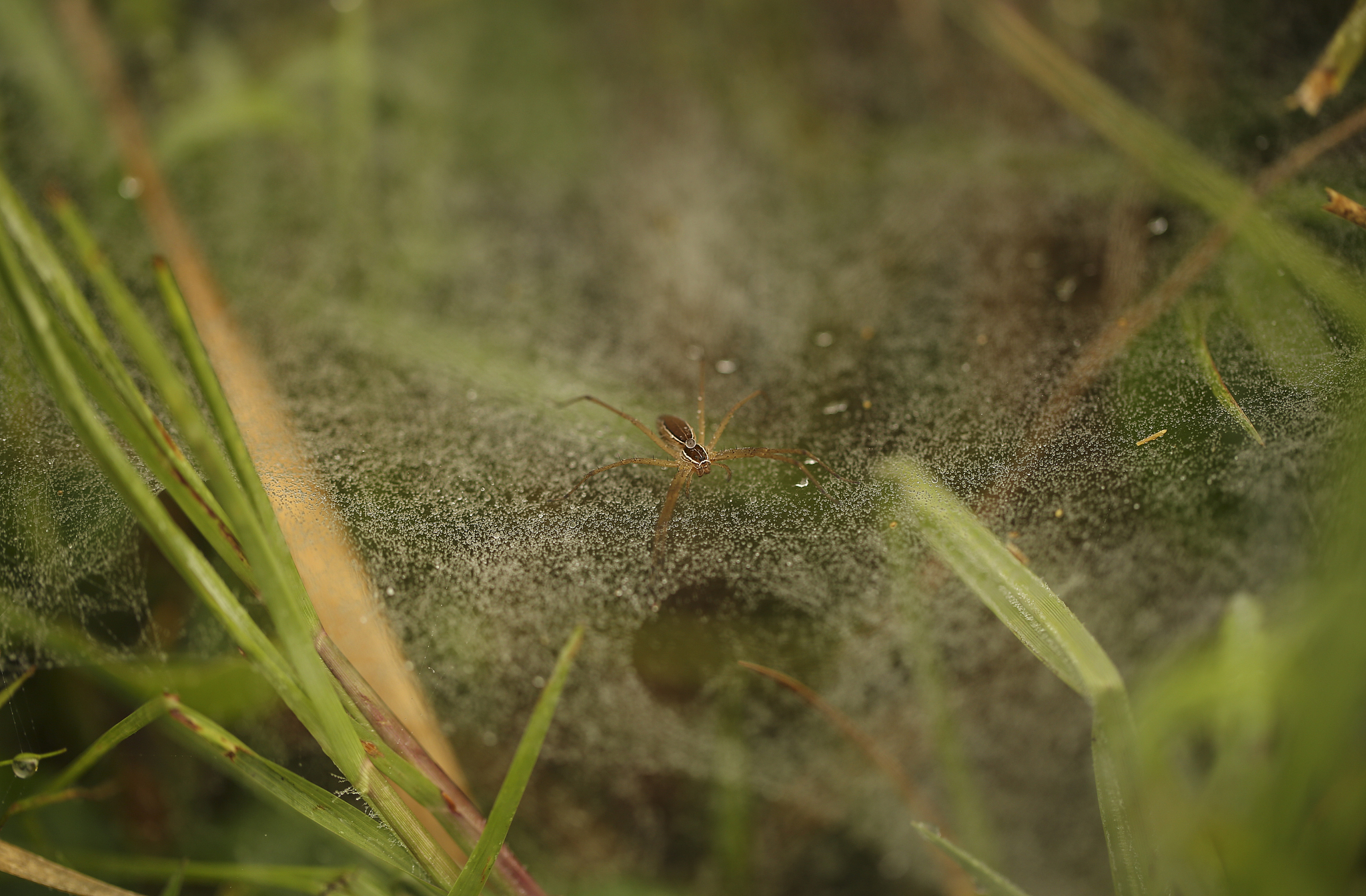 下雨天，小动物们会做什么？