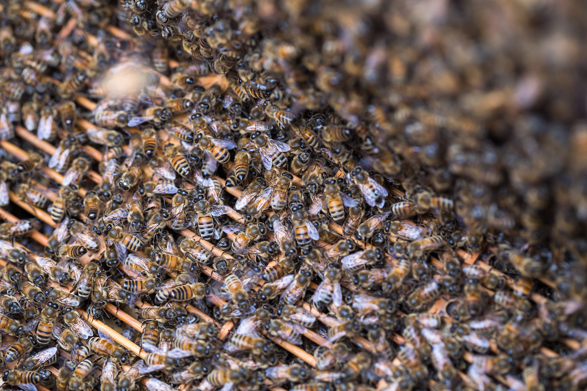 你知道蜂群症吗是一种个体高度独立目标高度一致的行为