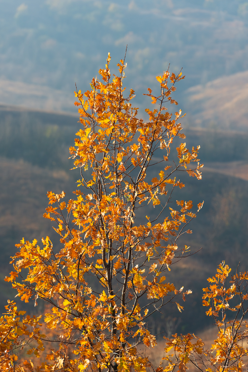 以 初秋摄影技巧：如何拍摄初秋的美丽风景和色彩 为选题 写一个自媒体文案要人性化幽默有趣