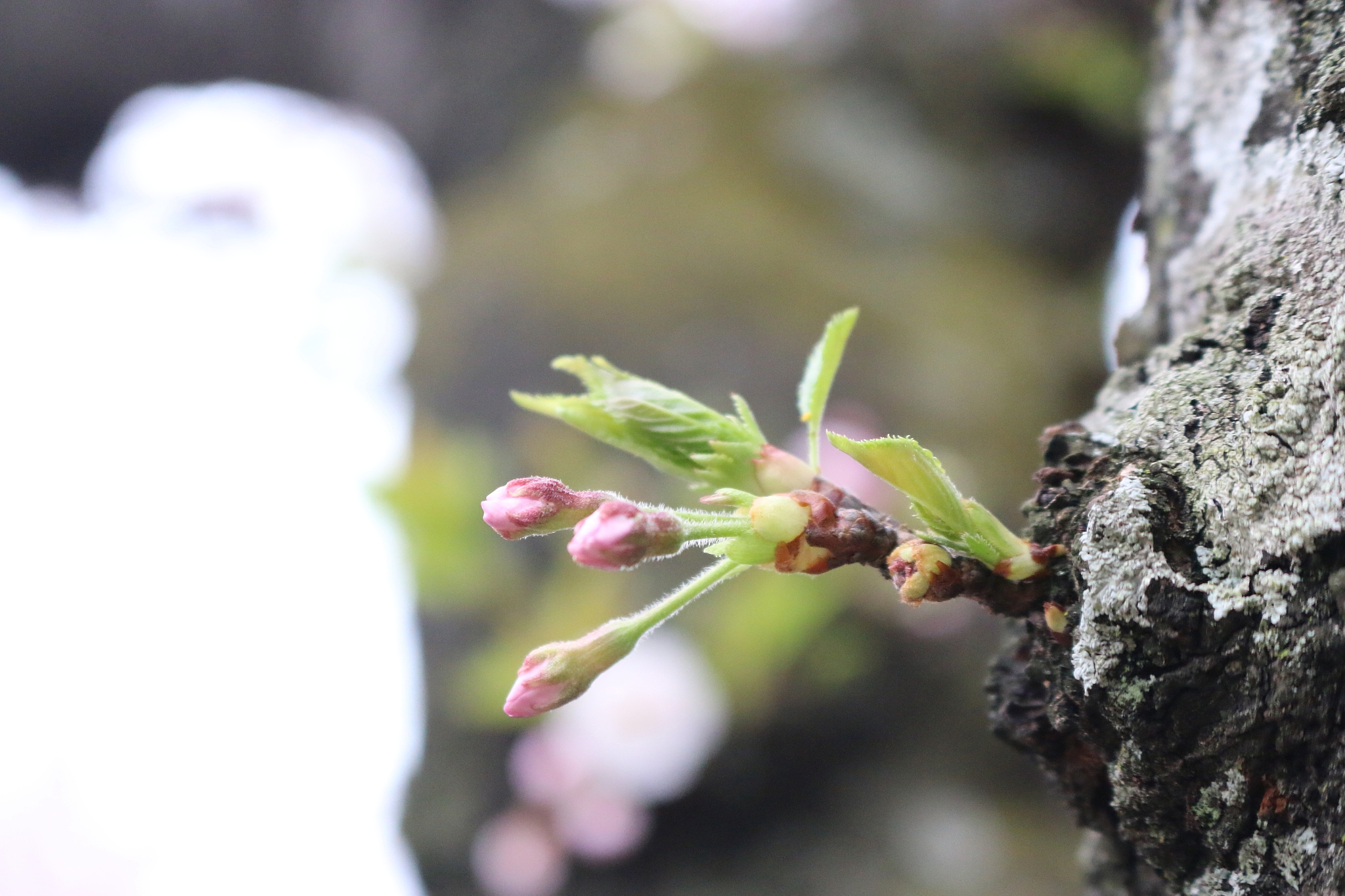 cherry blossoms, spring flowers, flowers, roads, trees, blossoms