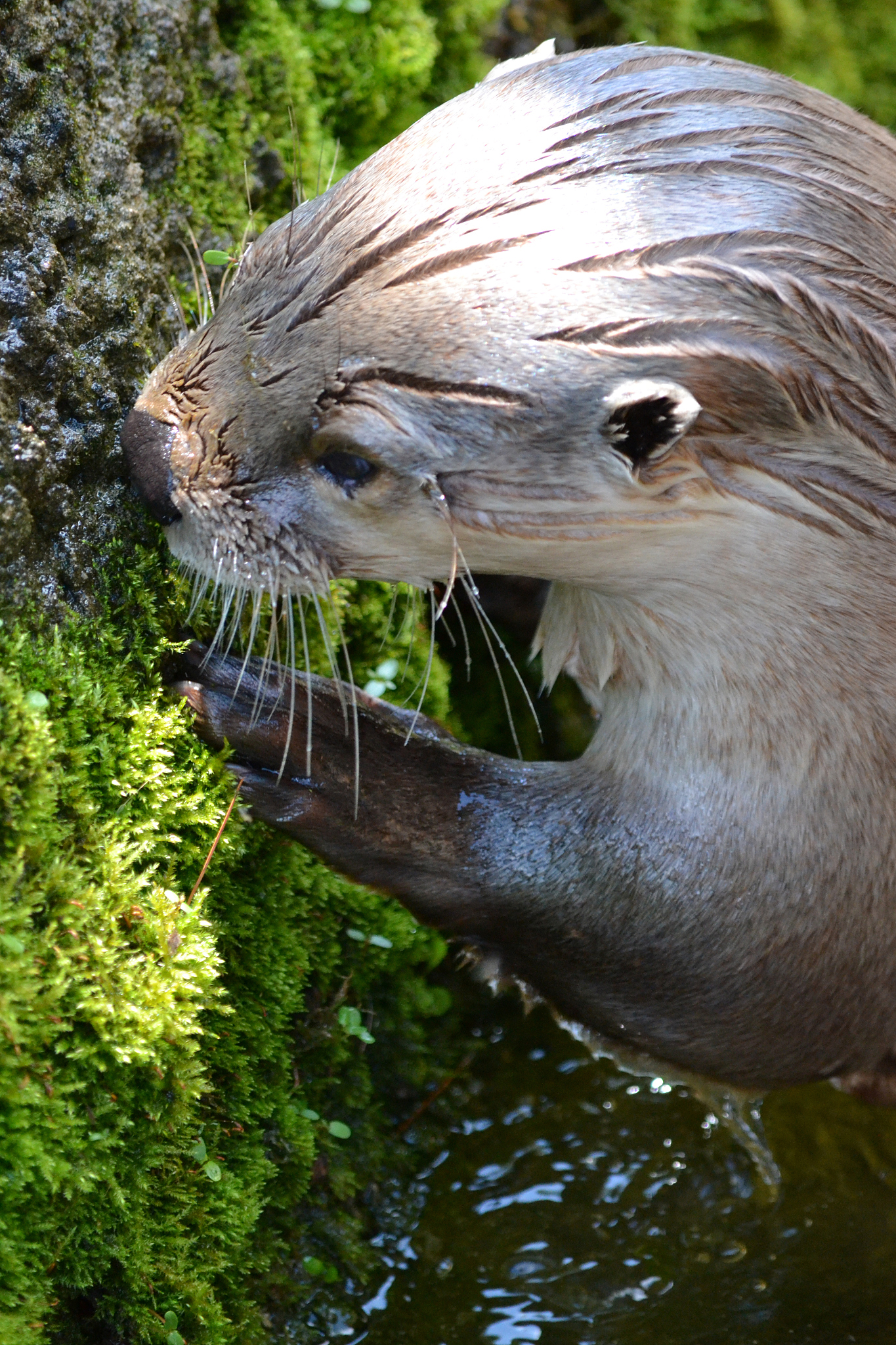 river otter