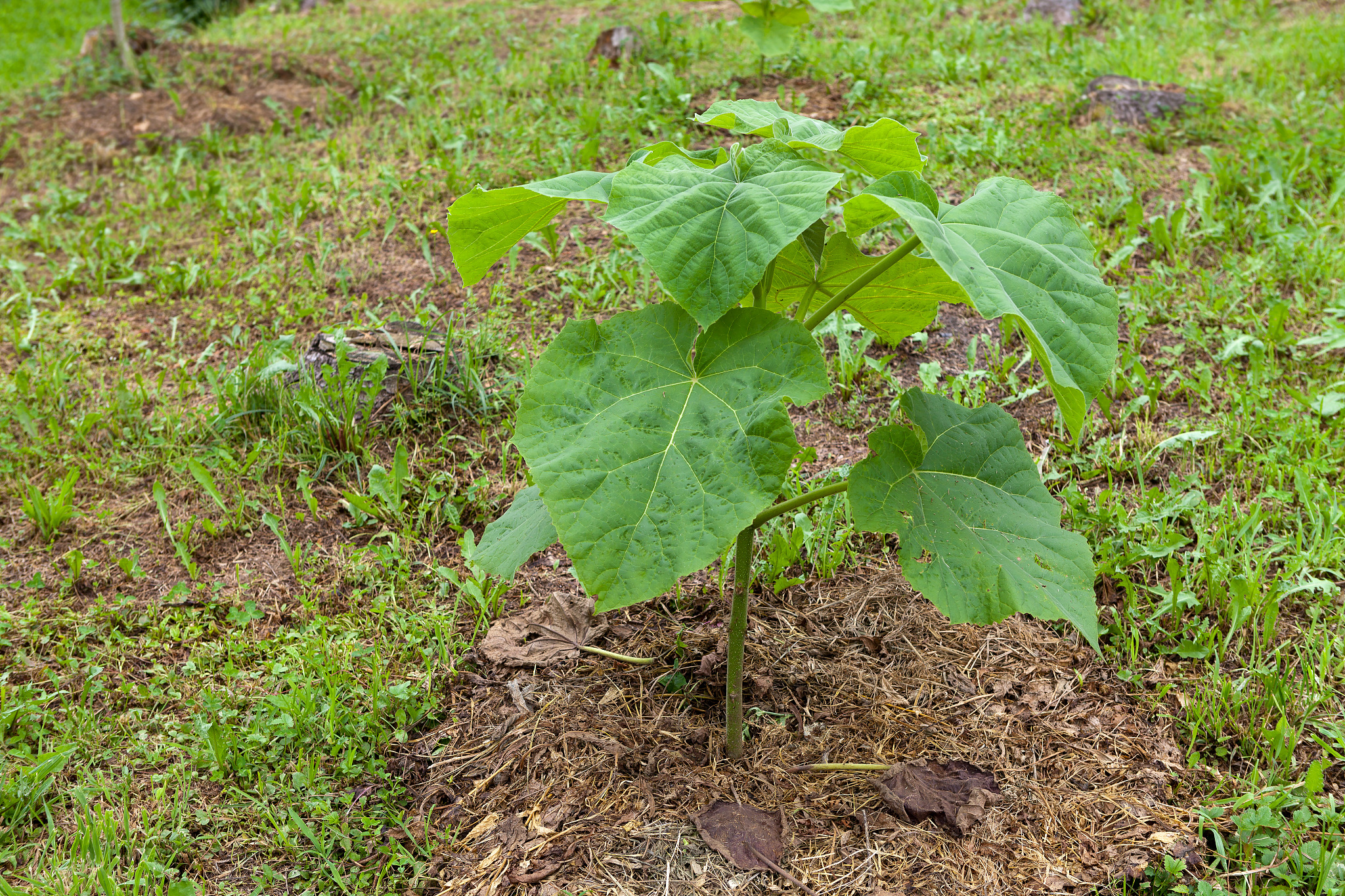 paulownia tree
