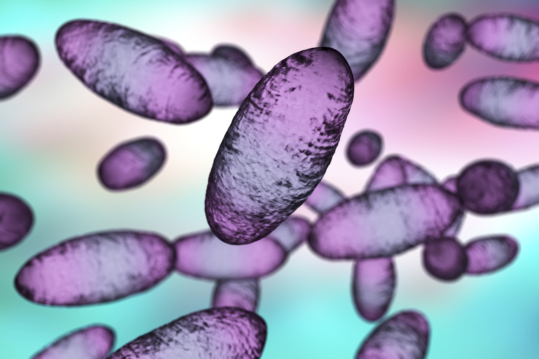 plague bacteria yersinia pestis, illustration