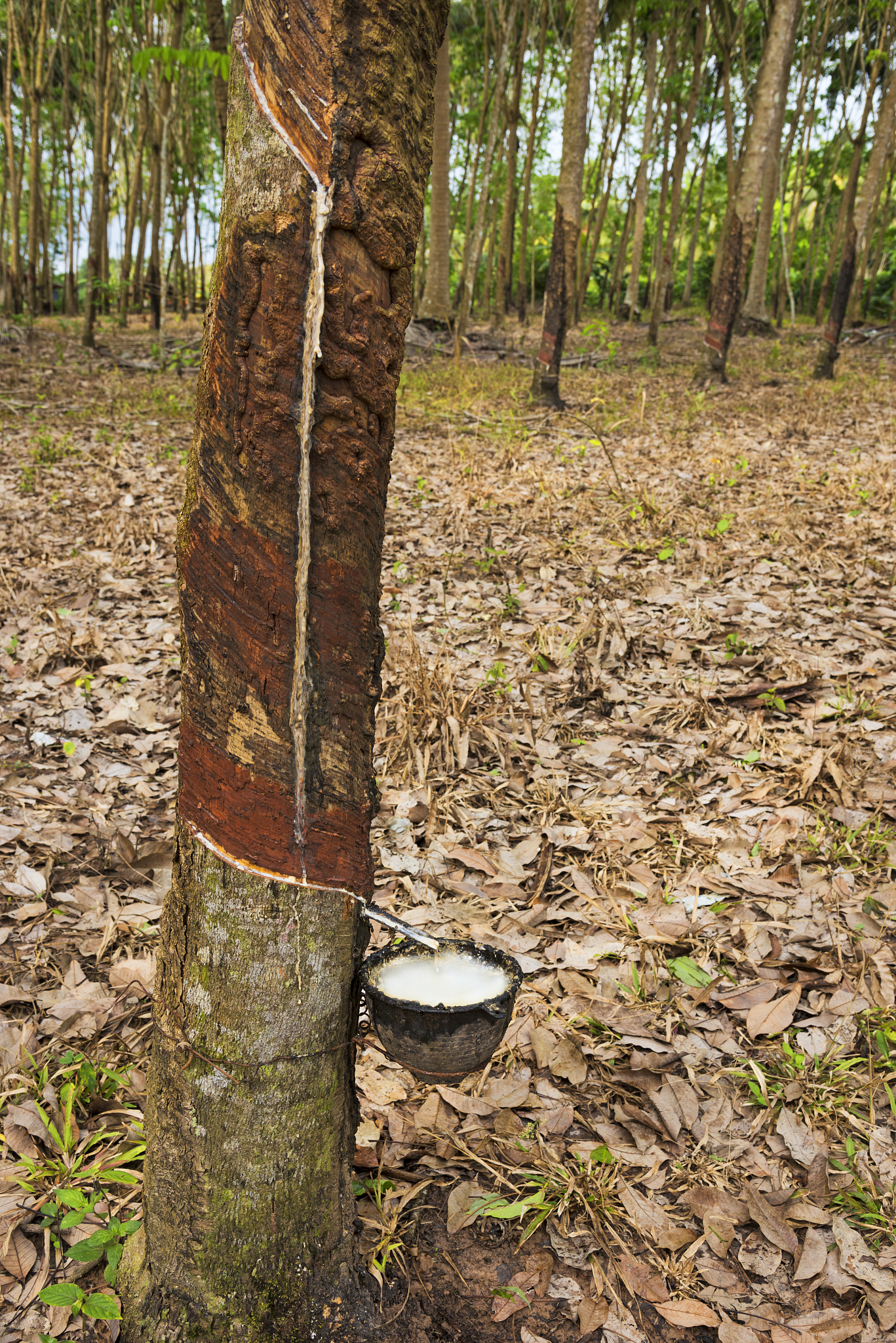 帮我补充这段话，综上所述，断枝数量的分析表明，橡胶树的数据集具有一定的变异性和偏态性，没有明显的峰值，略微偏向低端值。