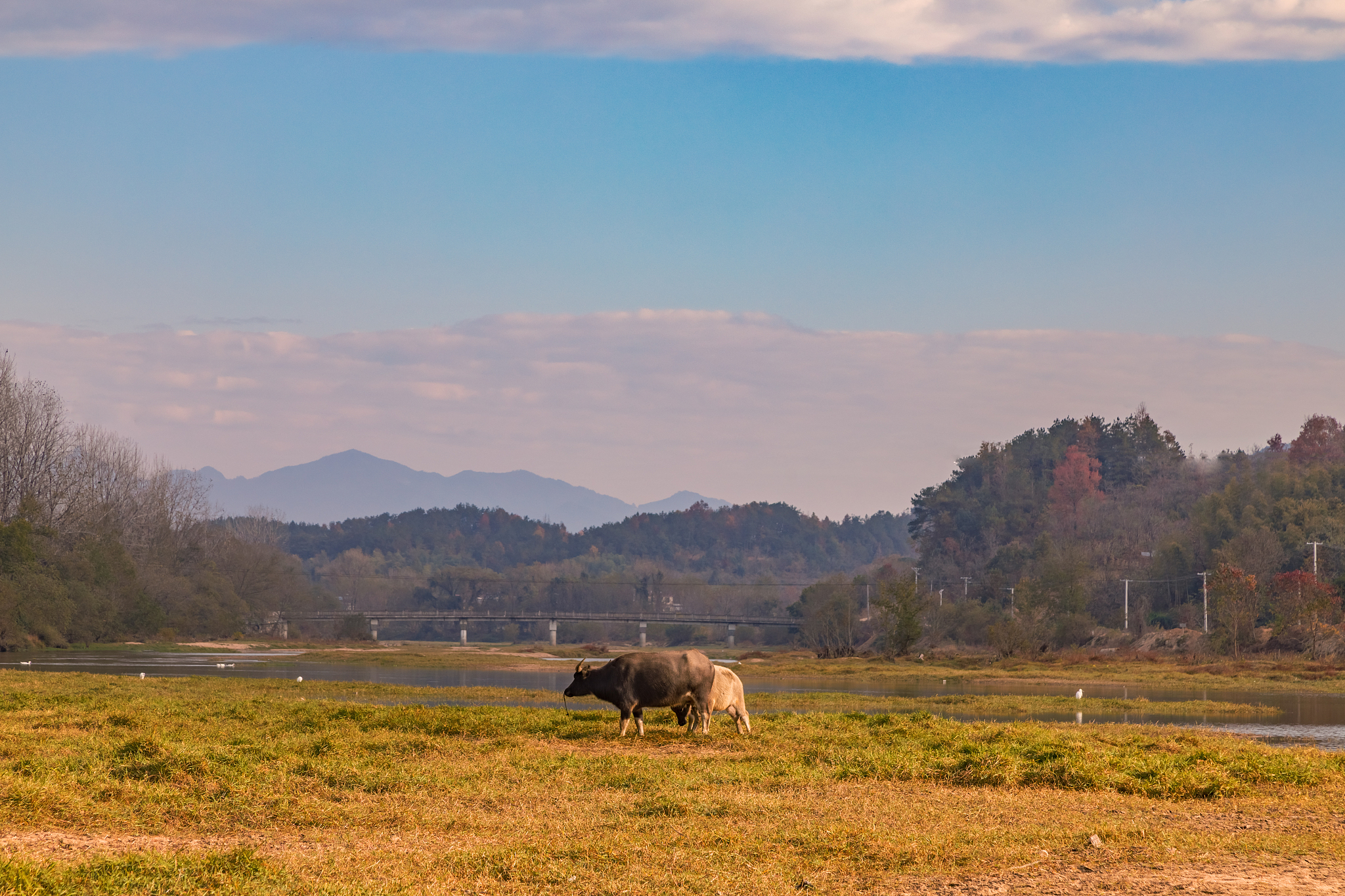 乡村生活：一幅静谧而充满生机的画卷
