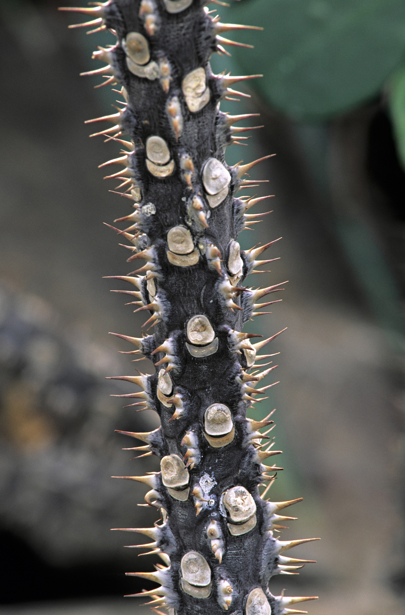 convergent evolution, sonoran crown-of-thorns spurge, euphorbia 