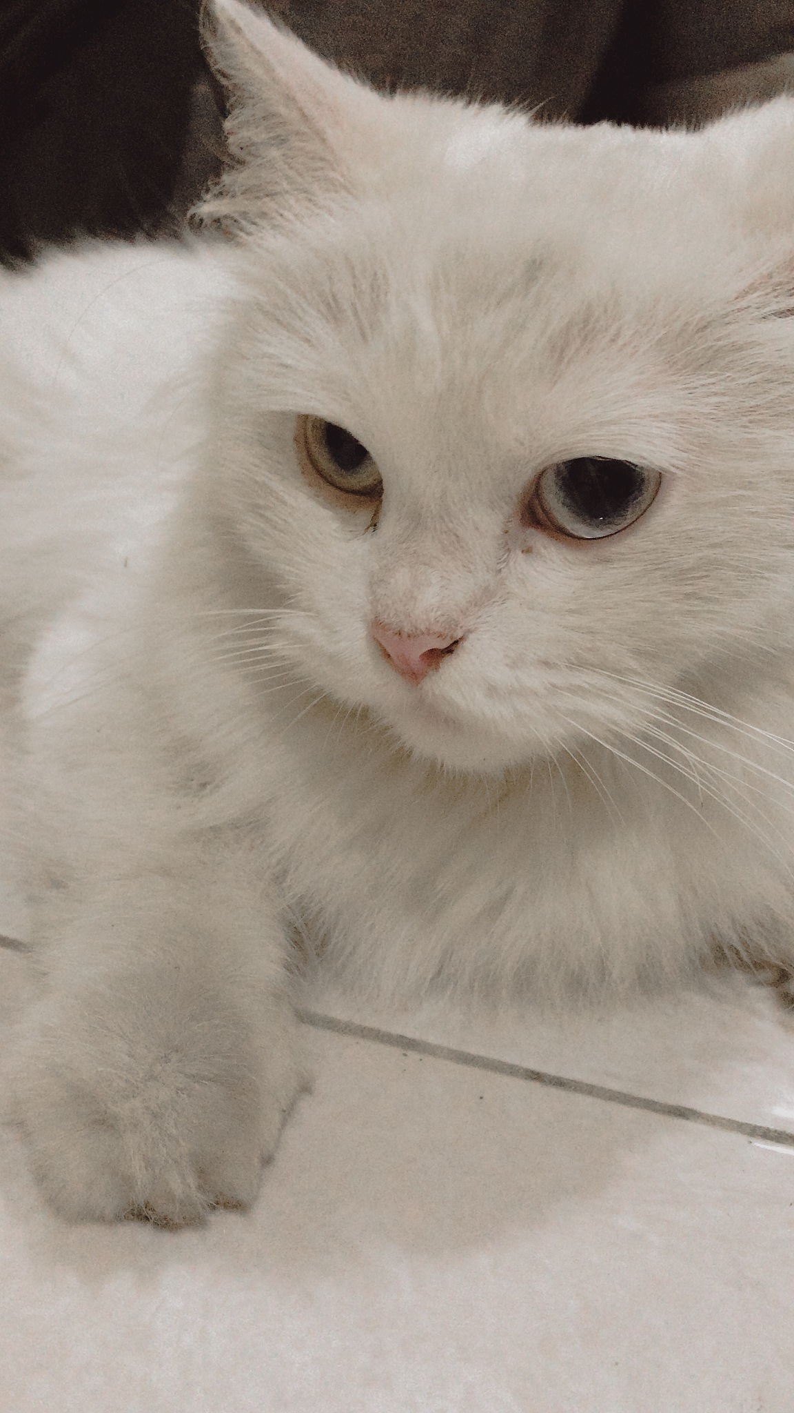 white cat