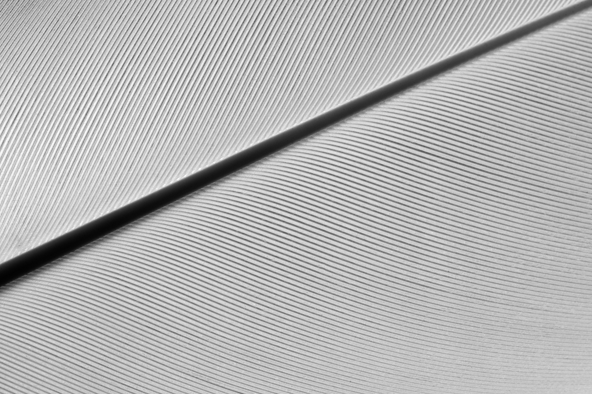 close-up of a white feather