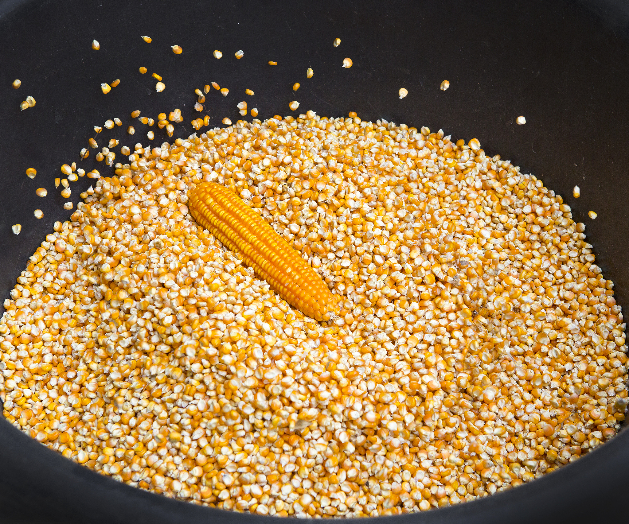 corn seeds