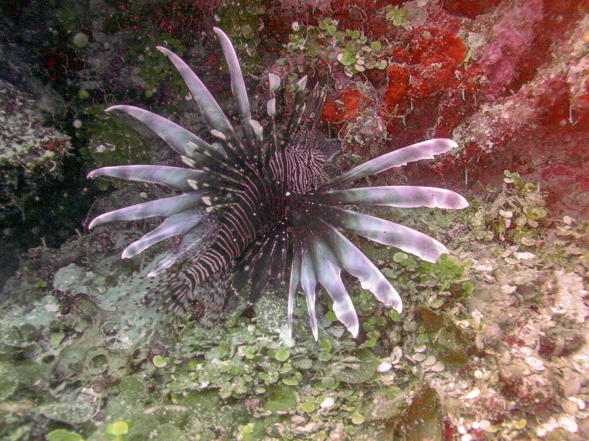 海蛞蝓叶羊：古老而神秘的海洋生物