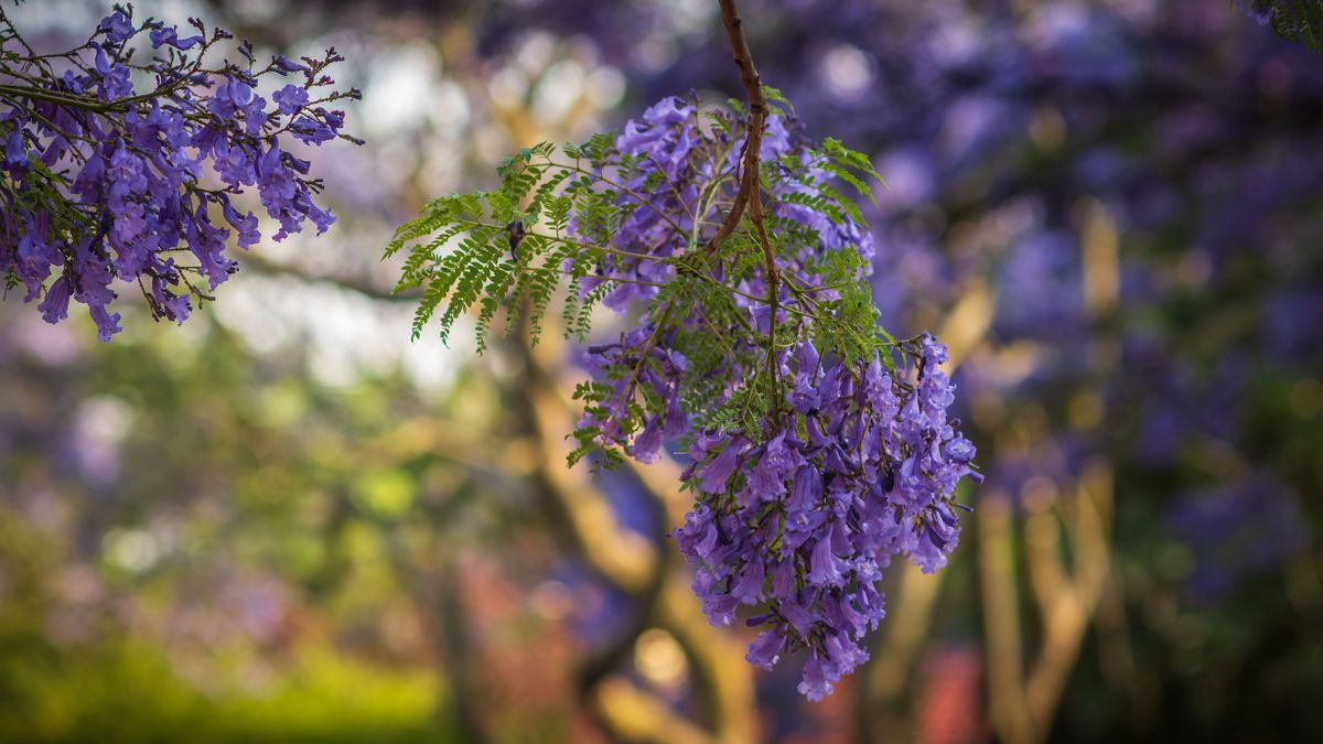 《紫藤萝瀑布》写一种植物