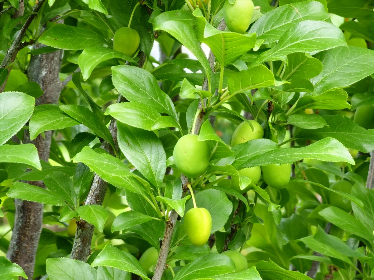 青梅上市时间及种植指南：从品种选择到采摘技巧