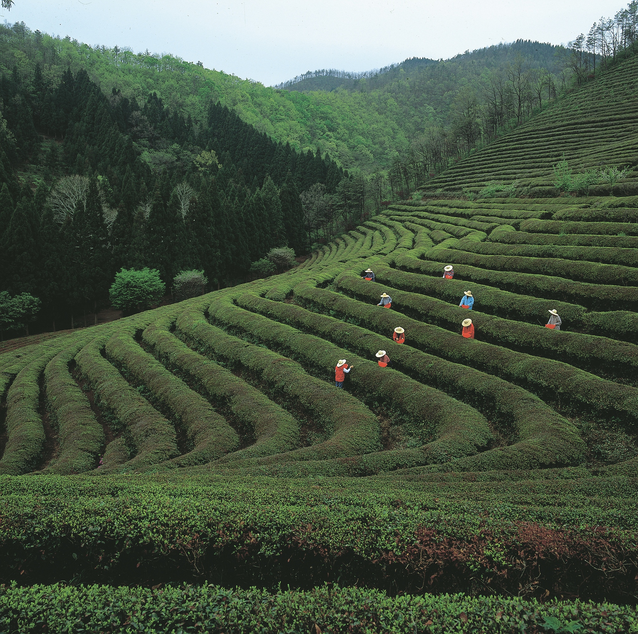 武夷山奇缘：岩茶香飘万里，诗词醉人心扉
