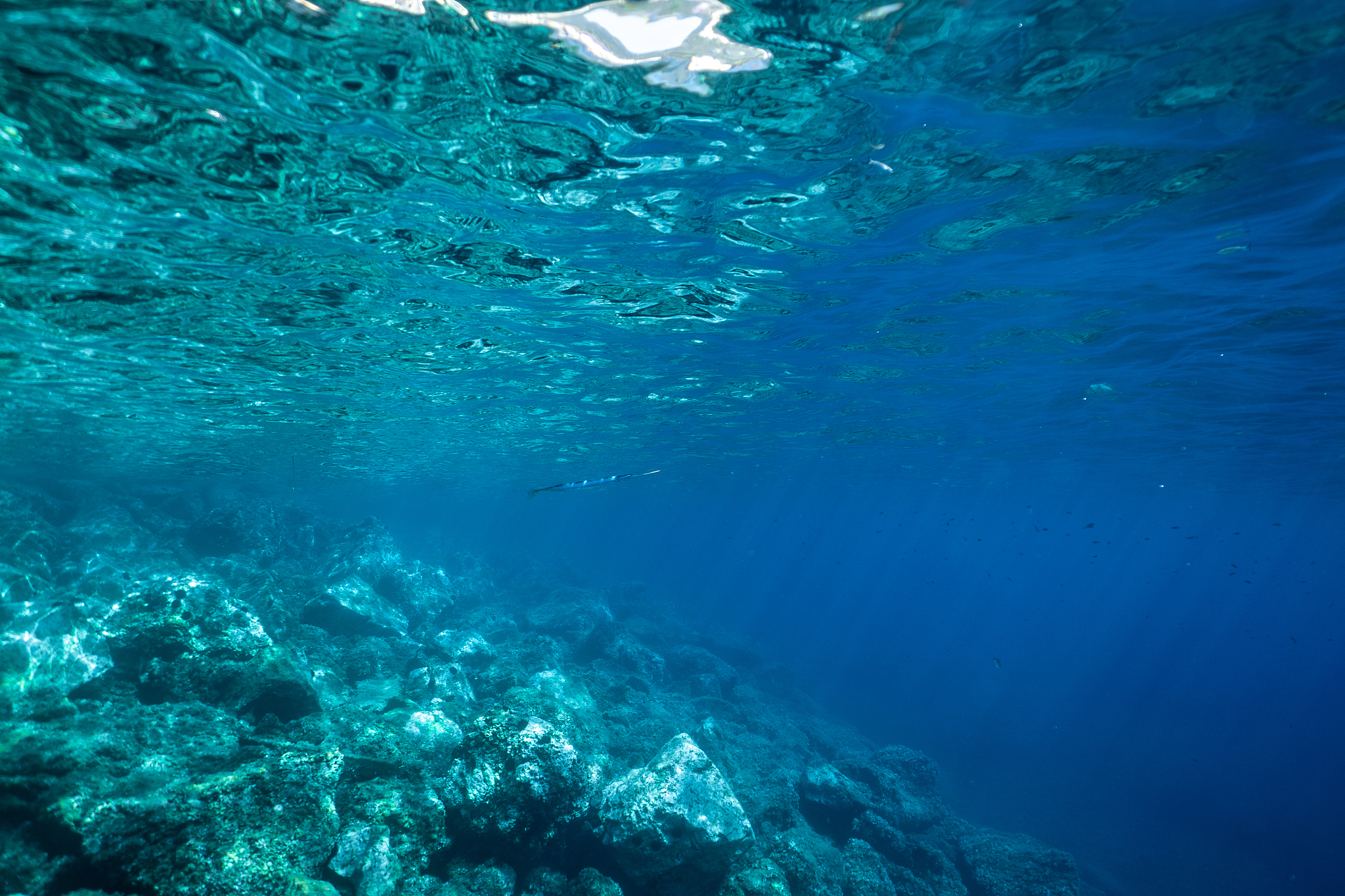 underwater image, underwater scenic landscape, ocean photography