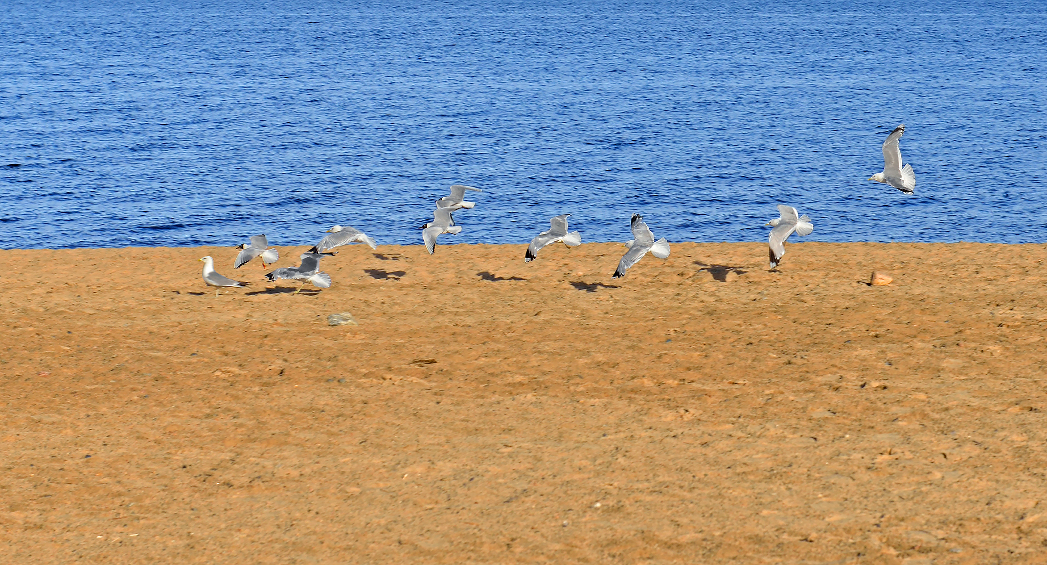 探索波罗的海地区奥秘：Baltica 期刊研究范围深度解析