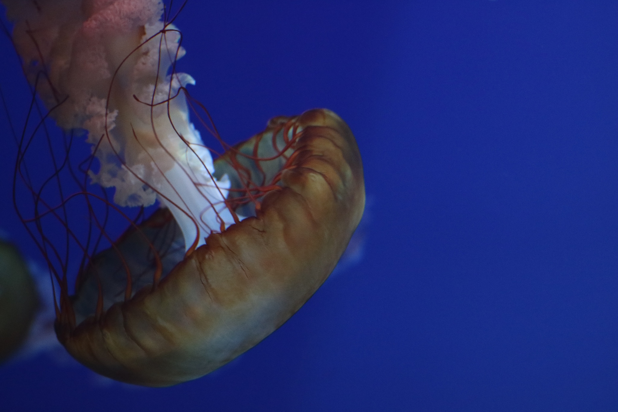 beautiful jellyfish in an aquarium