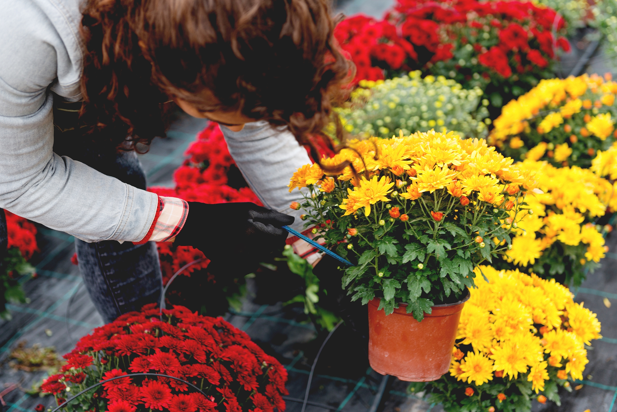 irrigation of flowers